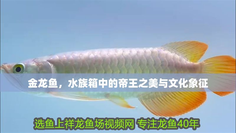 金龍魚，水族箱中的帝王之美與文化象征