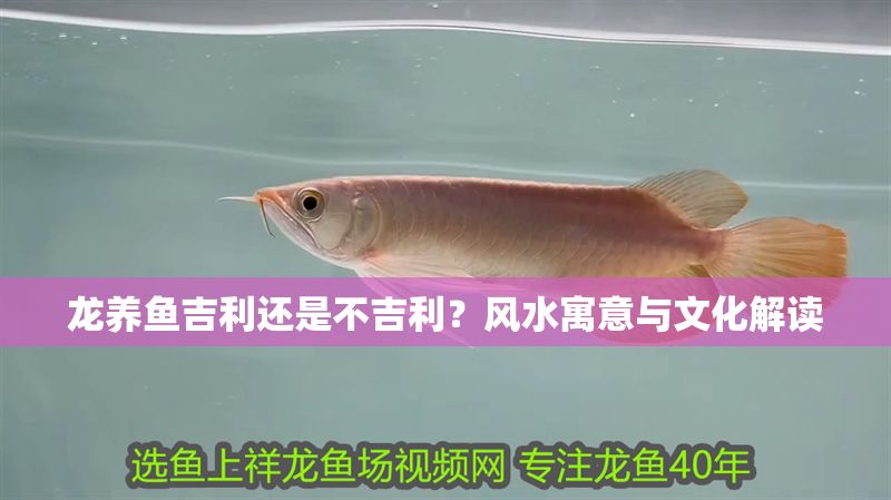 龍養魚吉利還是不吉利？風水寓意與文化解讀