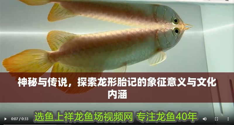 神秘與傳說，探索龍形胎記的象征意義與文化內涵