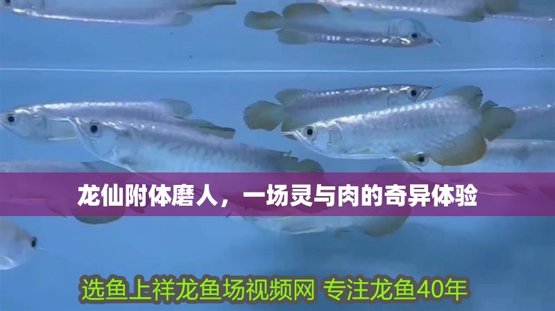 龍仙附體磨人，一場靈與肉的奇異體驗