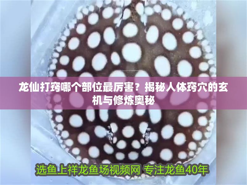 龍仙打竅哪個部位最厲害？揭秘人體竅穴的玄機與修煉奧秘