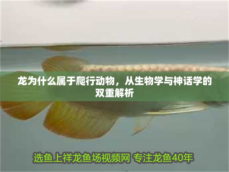 龍為什么屬于爬行動物，從生物學與神話學的雙重解析