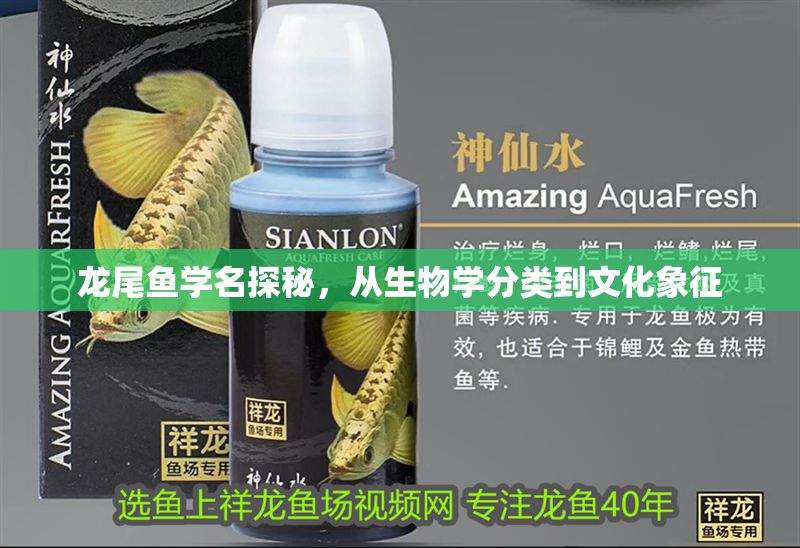 詳細(xì)閱讀:龍尾魚學(xué)名探秘,從生物學(xué)分類到文化象征 龍尾魚學(xué)名探秘,從生物學(xué)分類到文化象征