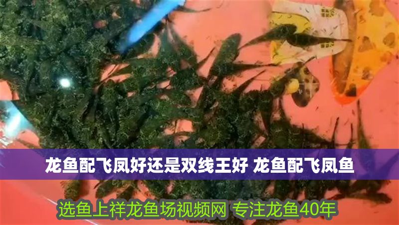 龍魚配飛鳳好還是雙線王好 龍魚配飛鳳魚