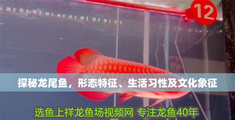 探秘龍尾魚，形態特征、生活習性及文化象征