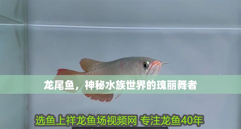 龍尾魚(yú)，神秘水族世界的瑰麗舞者