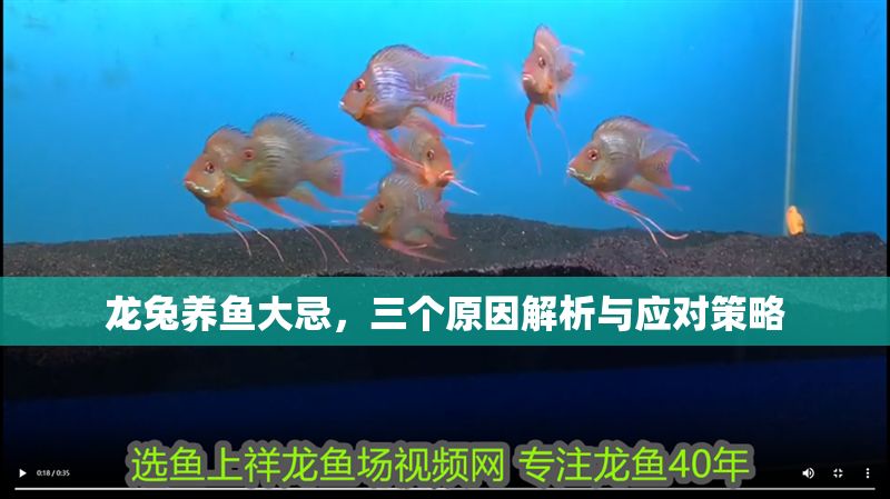 龍兔養(yǎng)魚大忌，三個原因解析與應(yīng)對策略