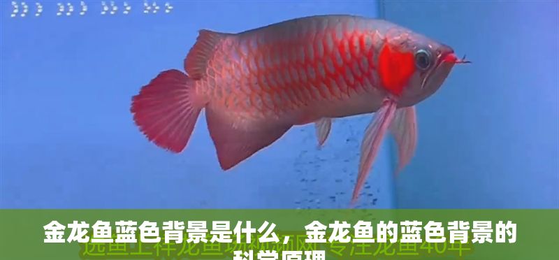 金龍魚藍色背景是什么，金龍魚的藍色背景的科學原理