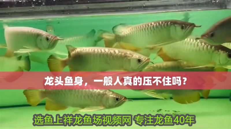 龍頭魚身，一般人真的壓不住嗎？ 龍頭魚身，一般人真的壓不住嗎？ 龍魚百科 第1張