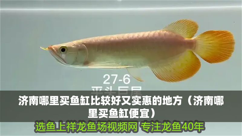 濟南哪里買魚缸比較好又實惠的地方（濟南哪里買魚缸便宜）