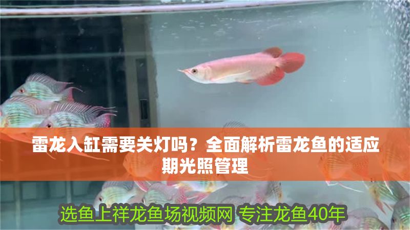 雷龍入缸需要關燈嗎？全面解析雷龍魚的適應期光照管理