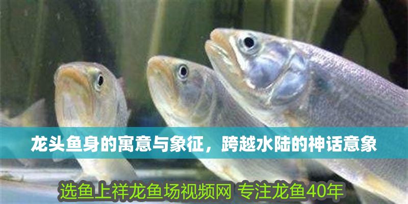 龍頭魚身的寓意與象征，跨越水陸的神話意象