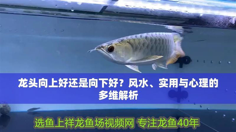 龍頭向上好還是向下好？風水、實用與心理的多維解析