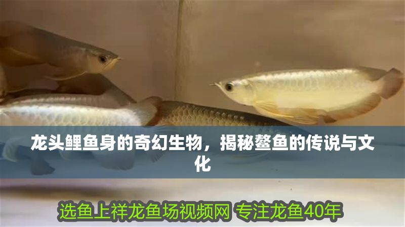 龍頭鯉魚身的奇幻生物，揭秘鰲魚的傳說與文化