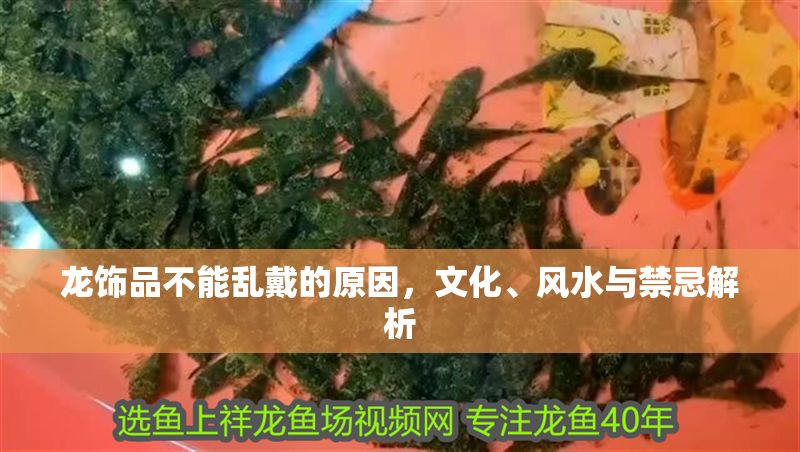龍飾品不能亂戴的原因,文化、風水與禁忌解析 龍魚百科 第1張 龍飾品不能亂戴的原因,文化、風水與禁忌解析 龍飾品不能亂戴的原因,文化、風水與禁忌解析 龍魚百科 第1張