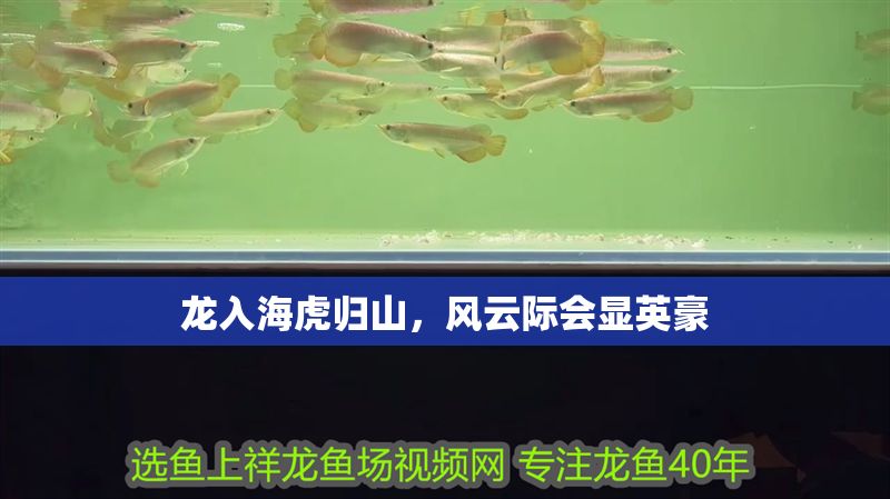 龍入海虎歸山，風云際會顯英豪