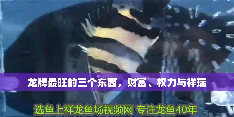 龍牌最旺的三個東西，財富、權力與祥瑞