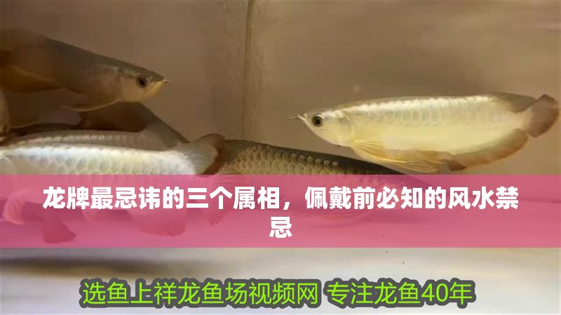 龍牌最忌諱的三個屬相，佩戴前必知的風水禁忌 龍牌最忌諱的三個屬相，佩戴前必知的風水禁忌 龍魚百科 第1張