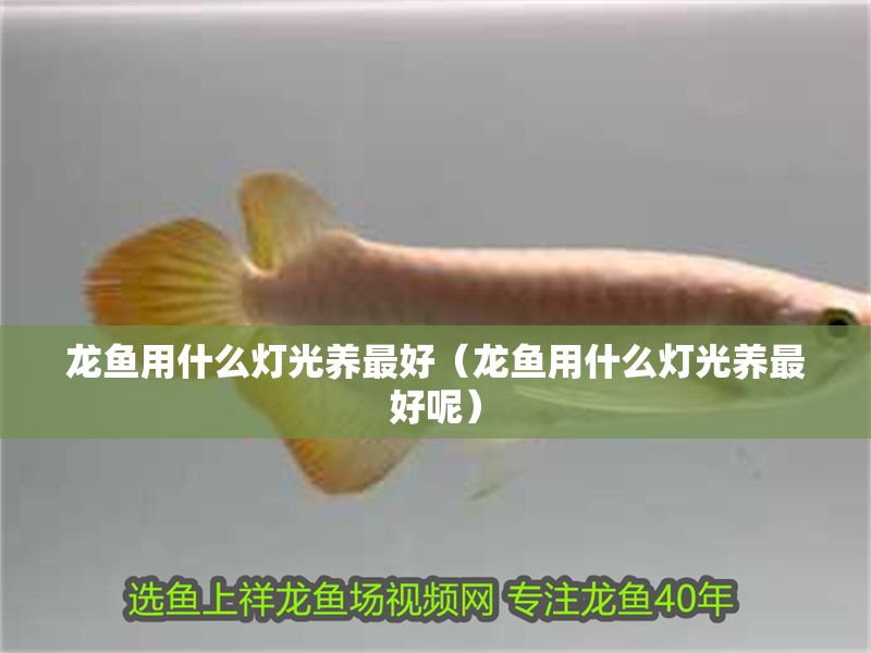 龍魚用什么燈光養最好（龍魚用什么燈光養最好呢）