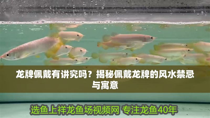 龍牌佩戴有講究嗎？揭秘佩戴龍牌的風水禁忌與寓意
