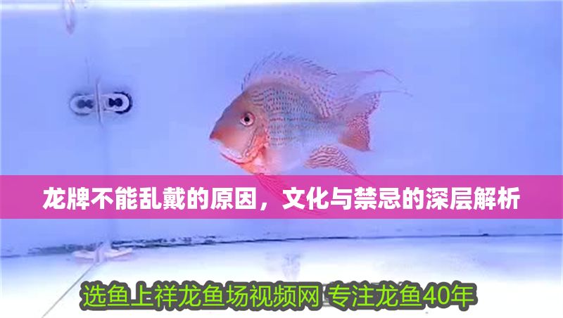 龍牌不能亂戴的原因，文化與禁忌的深層解析