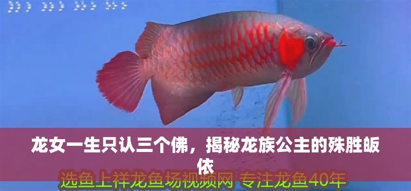 龍女一生只認三個佛,揭秘龍族公主的殊勝皈依 龍魚百科 第1張 龍女一生只認三個佛,揭秘龍族公主的殊勝皈依 龍女一生只認三個佛,揭秘龍族公主的殊勝皈依 龍魚百科 第1張