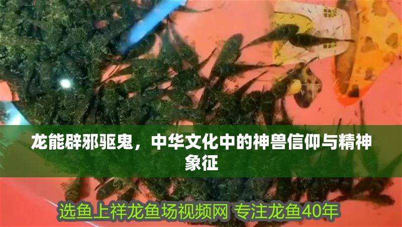 龍能辟邪驅鬼，中華文化中的神獸信仰與精神象征