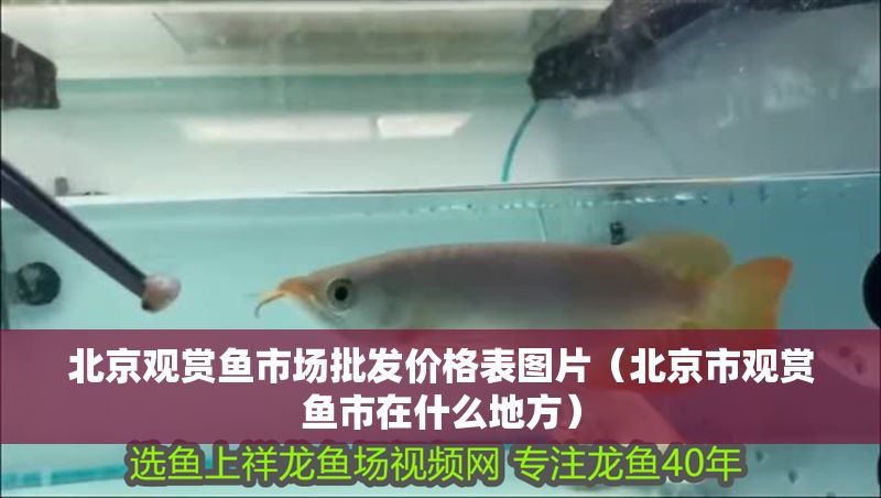 北京觀賞魚市場批發價格表圖片（北京市觀賞魚市在什么地方）