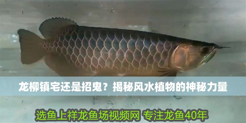 龍柳鎮宅還是招鬼？揭秘風水植物的神秘力量