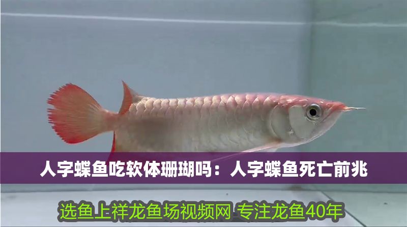 人字蝶魚吃軟體珊瑚嗎：人字蝶魚死亡前兆