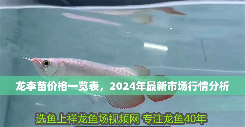 龍李苗價格一覽表，2024年最新市場行情分析