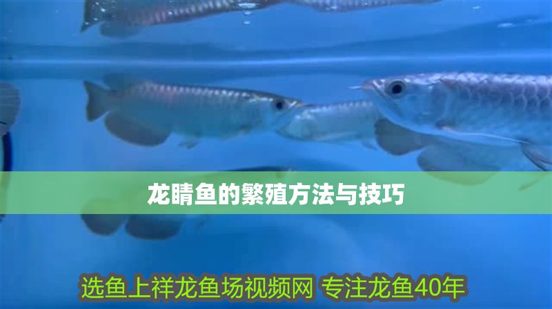 龍睛魚的繁殖方法與技巧 龍魚百科 第1張 龍睛魚的繁殖方法與技巧 龍睛魚的繁殖方法與技巧 龍魚百科 第1張