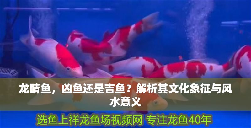 龍睛魚，兇魚還是吉魚？解析其文化象征與風(fēng)水意義