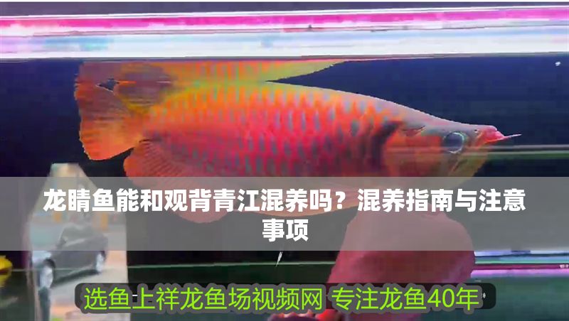 龍睛魚能和觀背青江混養嗎？混養指南與注意事項