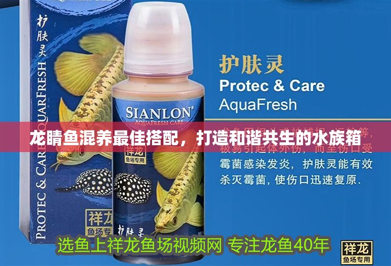龍睛魚混養最佳搭配，打造和諧共生的水族箱