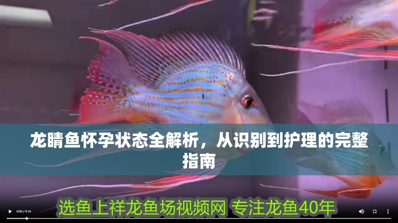 龍睛魚懷孕狀態全解析，從識別到護理的完整指南