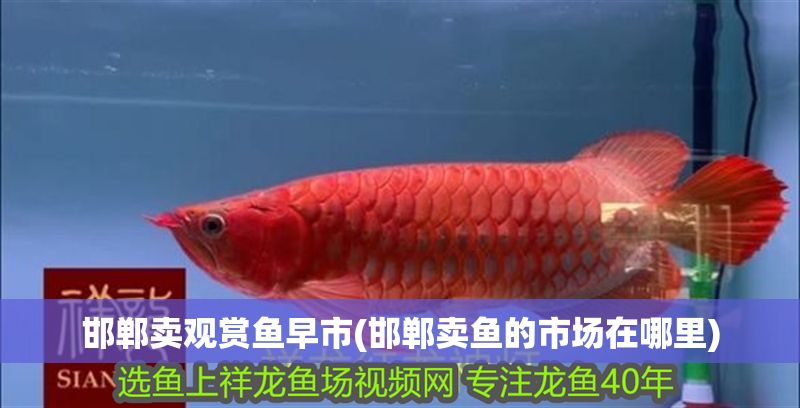 邯鄲賣觀賞魚早市(邯鄲賣魚的市場在哪里)