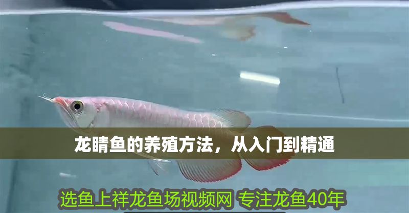 龍睛魚的養(yǎng)殖方法，從入門到精通 龍睛魚的養(yǎng)殖方法，從入門到精通 龍魚百科 第1張