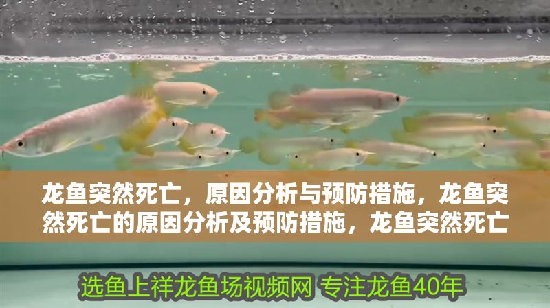 龍魚突然死亡，原因分析與預防措施，龍魚突然死亡的原因分析及預防措施，龍魚突然死亡的原因分析與預防措施 龍魚突然死亡，原因分析與預防措施，龍魚突然死亡的原因分析及預防措施，龍魚突然死亡的原因分析與預防措施 龍魚百科 第1張