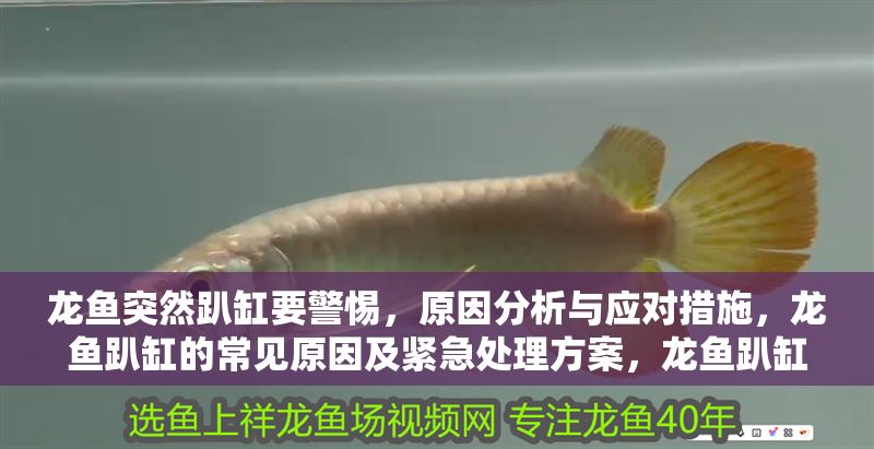 龍魚突然趴缸要警惕，原因分析與應對措施，龍魚趴缸的常見原因及緊急處理方案，龍魚趴缸原因解析與緊急處理指南