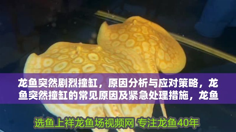 龍魚突然劇烈撞缸，原因分析與應(yīng)對(duì)策略，龍魚突然撞缸的常見原因及緊急處理措施，龍魚突然撞缸，原因解析與緊急處理指南