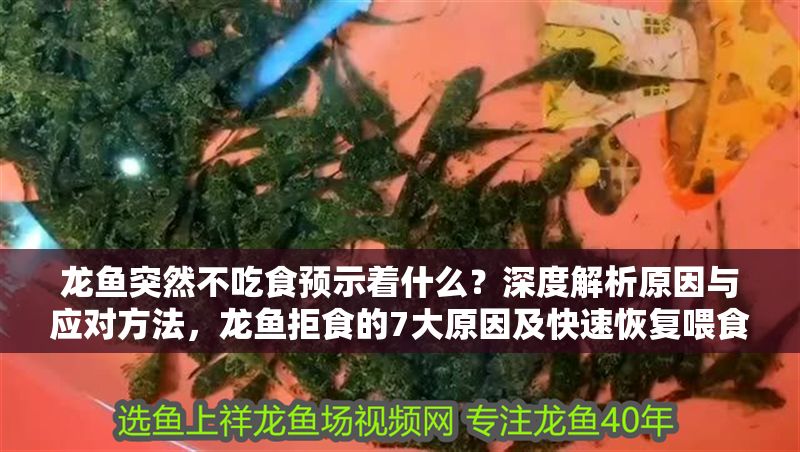 龍魚突然不吃食預示著什么？深度解析原因與應對方法，龍魚拒食的7大原因及快速恢復喂食技巧，龍魚拒食的7大原因與快速恢復喂食技巧全解析