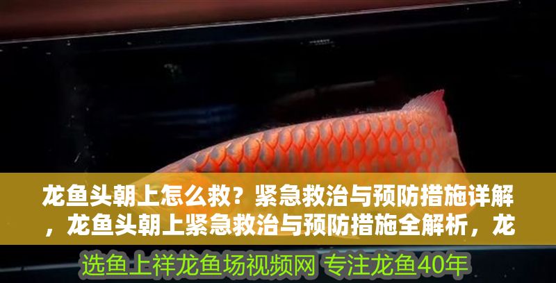 龍魚頭朝上怎么救？緊急救治與預防措施詳解，龍魚頭朝上緊急救治與預防措施全解析，龍魚頭朝上緊急救治與預防措施全指南