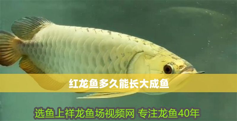 紅龍魚(yú)多久能長(zhǎng)大成魚(yú) 龍魚(yú)百科 第1張 紅龍魚(yú)多久能長(zhǎng)大成魚(yú) 紅龍魚(yú)多久能長(zhǎng)大成魚(yú) 龍魚(yú)百科 第1張