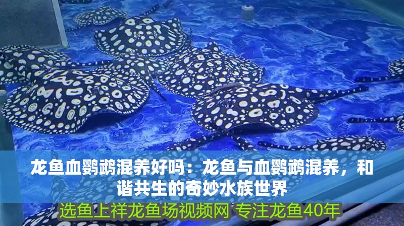龍魚血鸚鵡混養好嗎：龍魚與血鸚鵡混養，和諧共生的奇妙水族世界