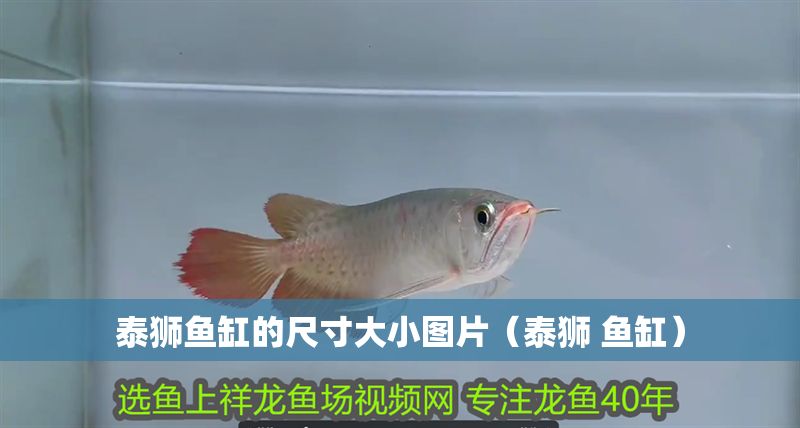 泰獅魚缸的尺寸大小圖片（泰獅 魚缸）