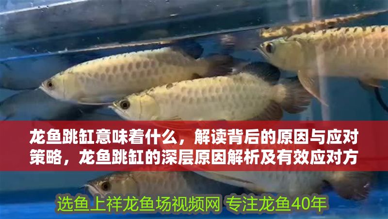 龍魚跳缸意味著什么，解讀背后的原因與應對策略，龍魚跳缸的深層原因解析及有效應對方法，龍魚跳缸原因解析與實用應對策略