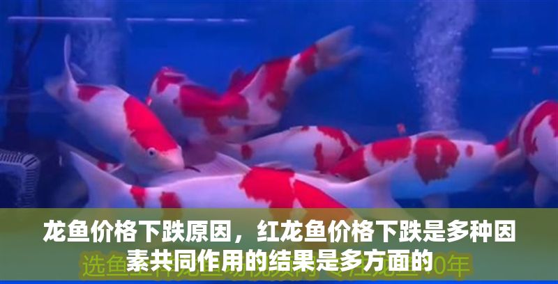龍魚價格下跌原因，紅龍魚價格下跌是多種因素共同作用的結果是多方面的