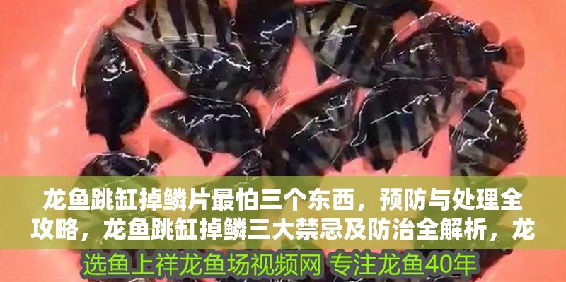 龍魚跳缸掉鱗片最怕三個東西，預防與處理全攻略，龍魚跳缸掉鱗三大禁忌及防治全解析，龍魚跳缸掉鱗三大禁忌與防治全攻略