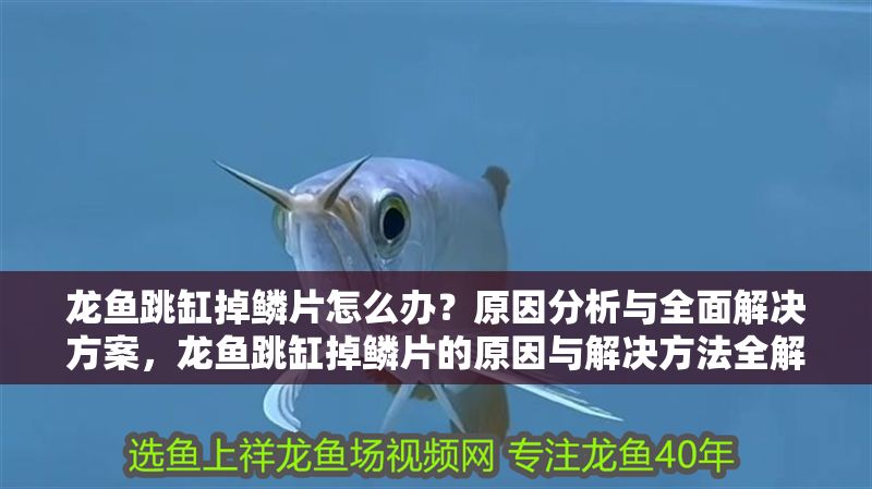 龍魚跳缸掉鱗片怎么辦？原因分析與全面解決方案，龍魚跳缸掉鱗片的原因與解決方法全解析，龍魚跳缸掉鱗片的原因與解決方法全解析